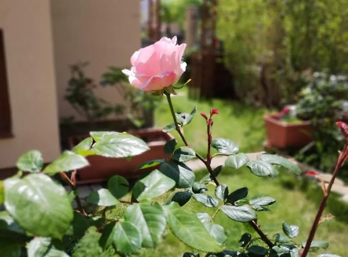 Morski Far Lighthouse-bastet Bs